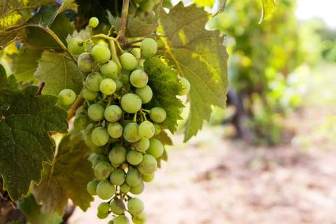 Row of grapes with vine leafs Stock Photos