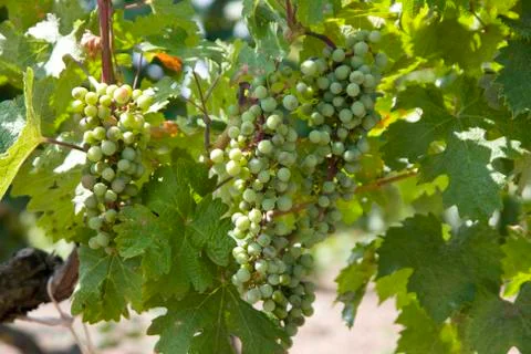 Row of grapes with vine leafs Stock Photos