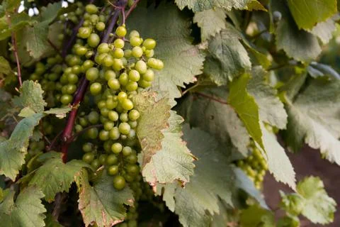 Row of grapes with vine leafs Stock Photos