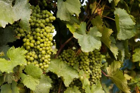 Row of grapes with vine leafs Stock-Fotos
