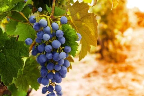 Row of grapes with vine leafs Foto stock