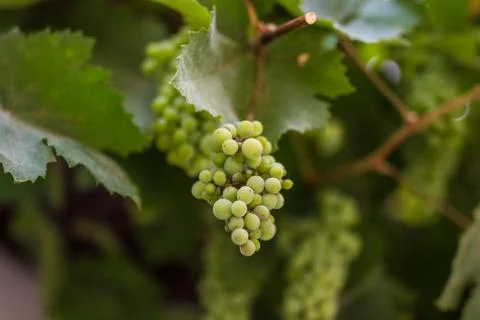 Row of grapes with vine leafs Stock Photos