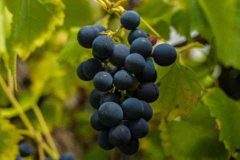 Row of grapes with vine leafs Stock Photos