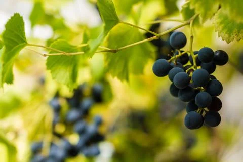 Row of grapes with vine leafs Foto stock