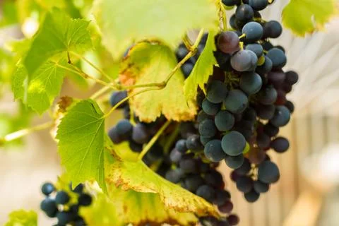 Row of grapes with vine leafs Stock Photos