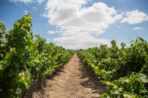 Row of grapes in a vineyard Foto stock