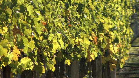 Row of grapevines ready for harvest Stock Footage 35626598