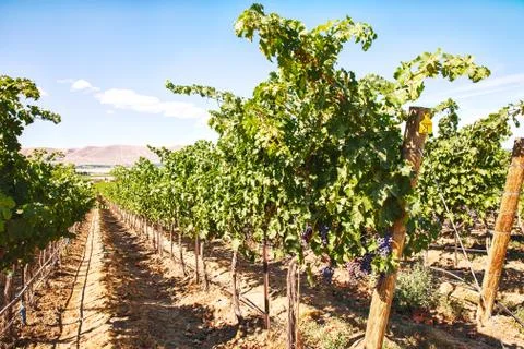 Row Of Grapevines On Red Mountain Stock Photos