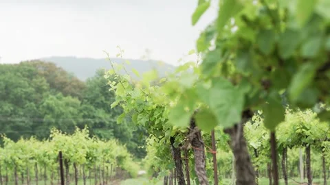 Row of grapevines on a trellis with mountains, trees, and plenty of green in the Stock Footage 313096080