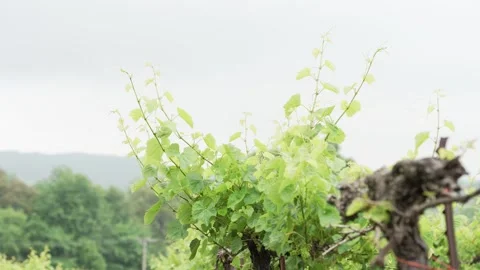 Row of grapevines on a trellis with mountains, trees, and plenty of green in the Stock Footage 313096364