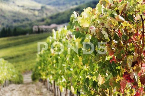 Row Of Grapevines In Vineyard
