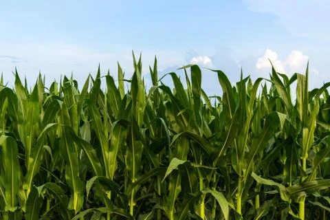 Row of Green Corn Under Blue Sky Foto stock
