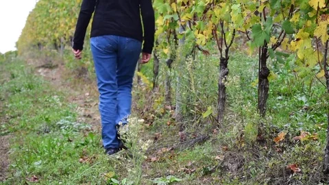 Row of green grapevine with a person walking. Stock-Footage 77138024