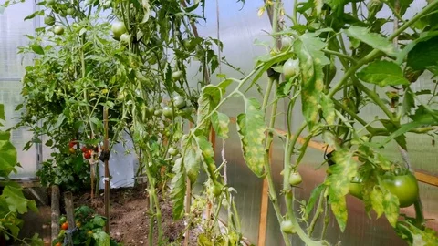 Row of green plants 스톡 동영상 80540319