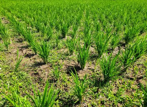 Row of green rice fields	 Stock Photos