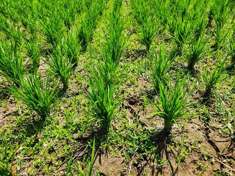 Row of green rice fields	 Stock Photos
