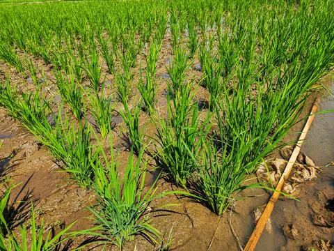 Row of green rice fields	 Stock Photos
