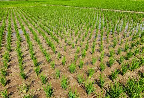 Row of green rice fields	 Stock Photos