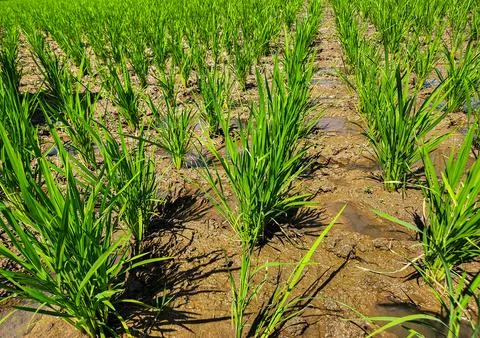 Row of green rice fields	 Stock Photos