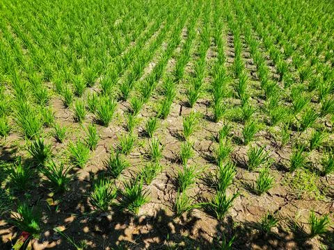 Row of green rice fields	 Stock Photos