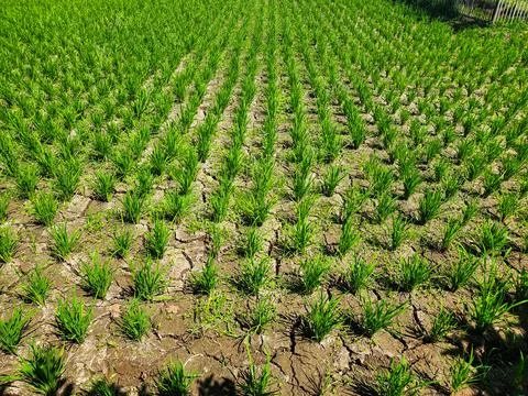 Row of green rice fields	 Stock Photos