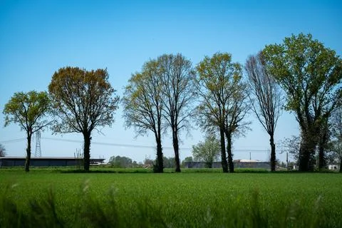 Row of green trees in a field in spring Stock Photos