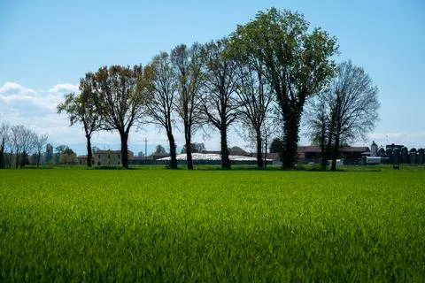 Row of green trees in a field in spring Stock Photos