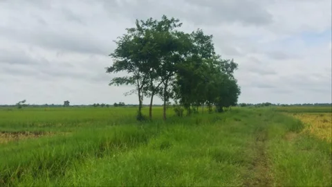 Row Of Green Trees On Grassy Footpath In Rice Field Countryside 4K Stock Footage 346725375