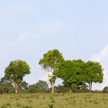 Row of green trees Stock Photos