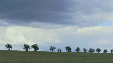 Row of green trees under clouds with rain impending at wind Stock Footage 131428790