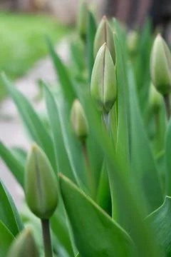 A row of green, unopened buds of spring tulips, along a blurry visible garden Stock Photos
