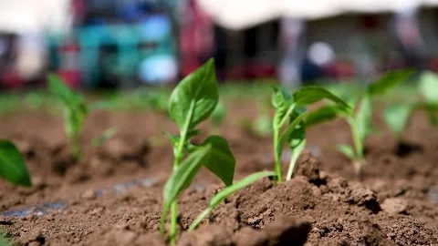 A row of green vegetable pepper bushes. 動画素材 252521149