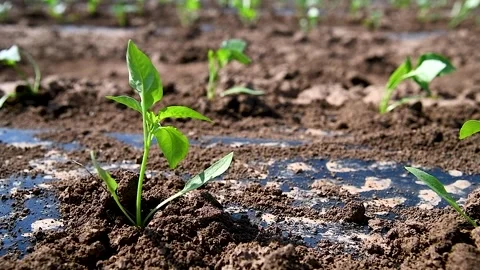 A row of green vegetable pepper bushes. Vidéo 252521173