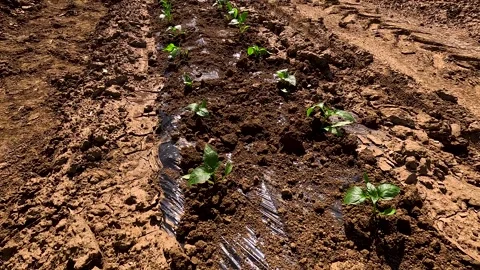 A row of green vegetable pepper bushes. Vídeo Stock 253085168