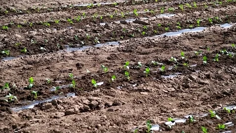 A row of green vegetable pepper bushes. Stock-Footage 270305603