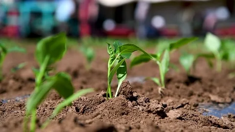 A row of green vegetable pepper bushes. Vidéo 270305618