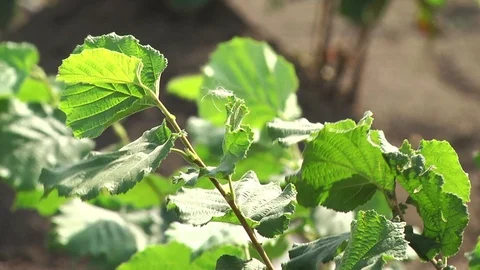 Row of hazelnut trees in orchard Stock Footage 106153478