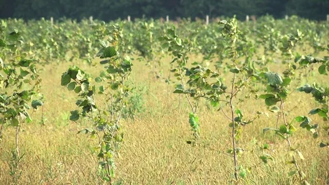 Row of hazelnut trees in orchard Stock Footage 106153526