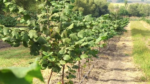 Row of hazelnut trees in orchard Stock Footage 106153571