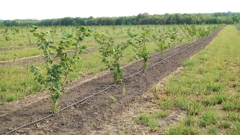 Row of hazelnut trees in orchard Stock Footage 106153576