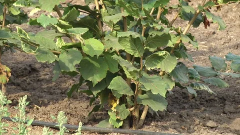 Row of hazelnut trees in orchard Stock Footage 106153594
