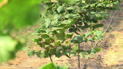 Row of hazelnut trees in orchard Stock Footage 114684134