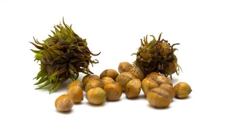 Row of hazelnuts isolated on white background Stock Photos