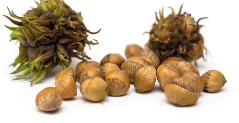 Row of hazelnuts isolated on white background Stock Photos