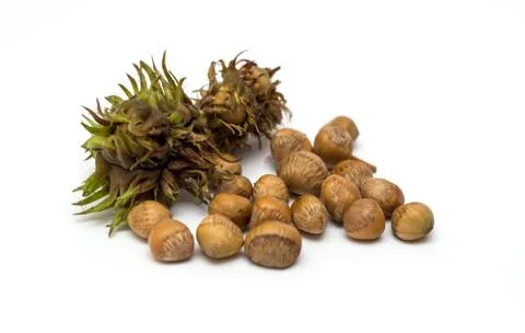 Row of hazelnuts isolated on white background Stock Photos