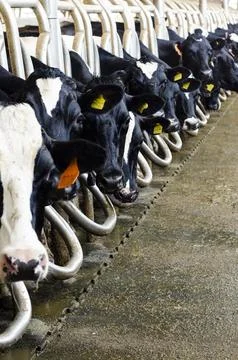 Row of Holstein dairy cows with ear tags feeding in barn stalls Fotos de archivo