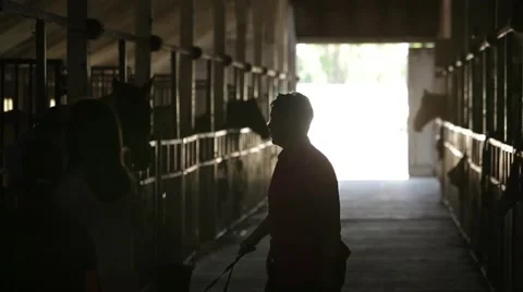 Row of horses Video stock 40043267