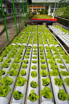 Row of hydroponic lettuce in a hydroponic pipe in the greenhouse Stock Photos