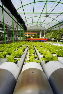 Row of hydroponic lettuce in a hydroponic pipe in the greenhouse Stock Photos