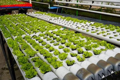 Row of hydroponic lettuce in a hydroponic pipe in the greenhouse Stock Photos